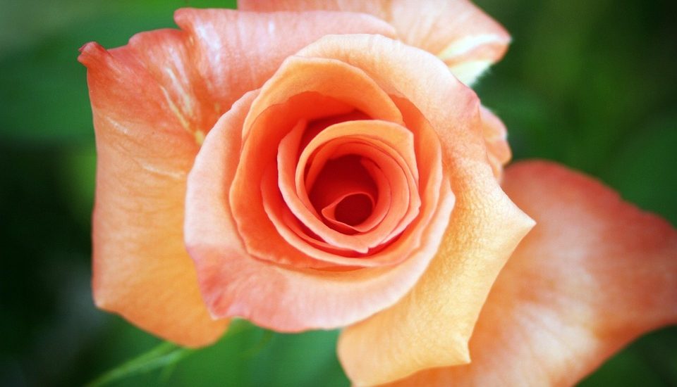 Decoding the Mysteries of Erogenous Zones for Enhanced Intimacy