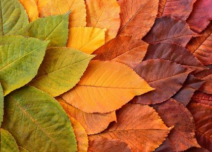 Transformative Healing: Exploring the Integral Role of Sex Therapy in Relationship Restoration